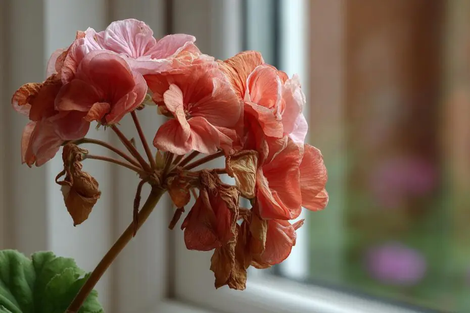 d0dfb11d61929cca9fd4e0e66c796c4d00