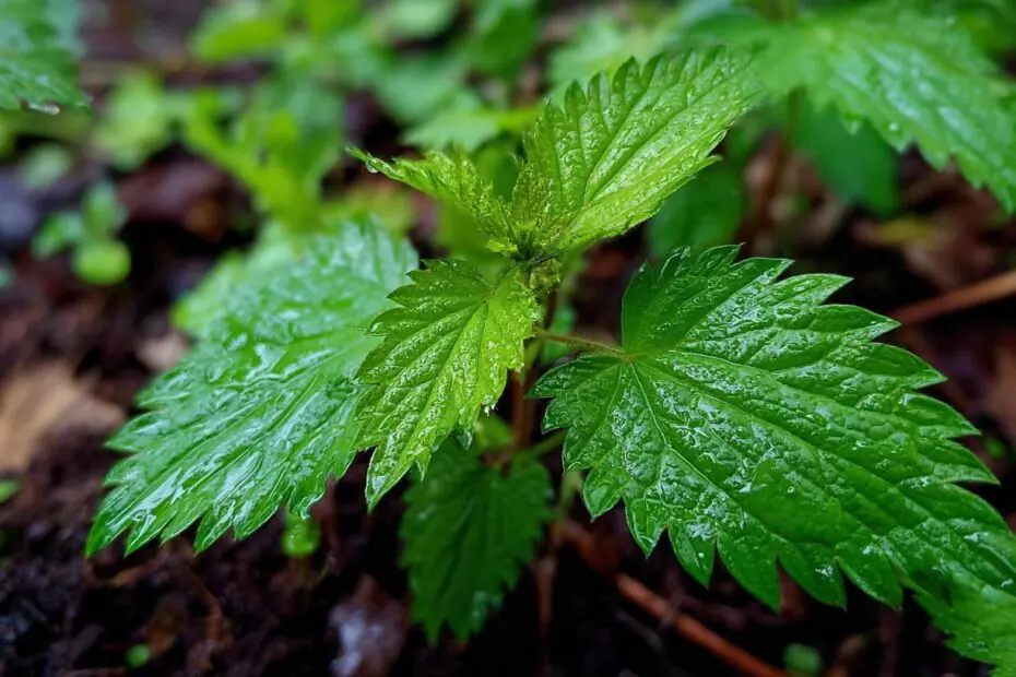 eaa8fbe178f0bd3d5364ececbf47e7dd00